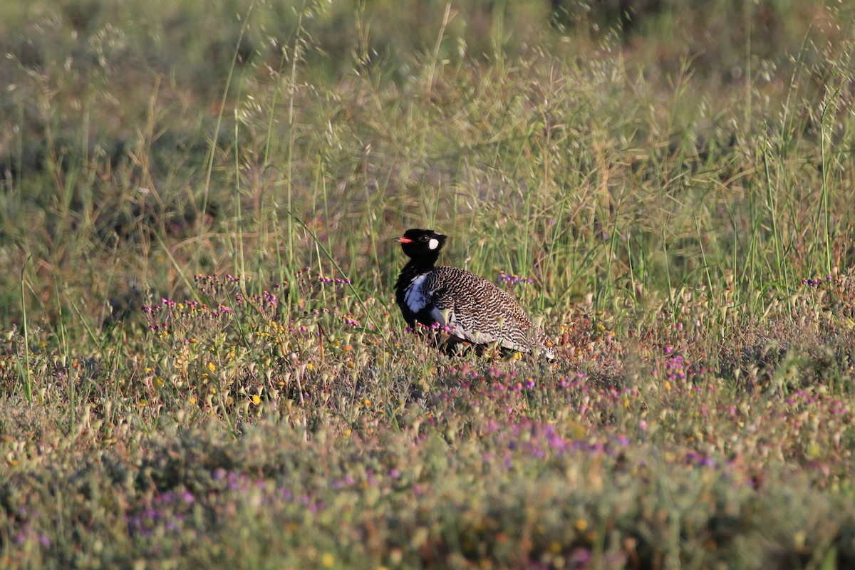 Black Bustard - ML624941624