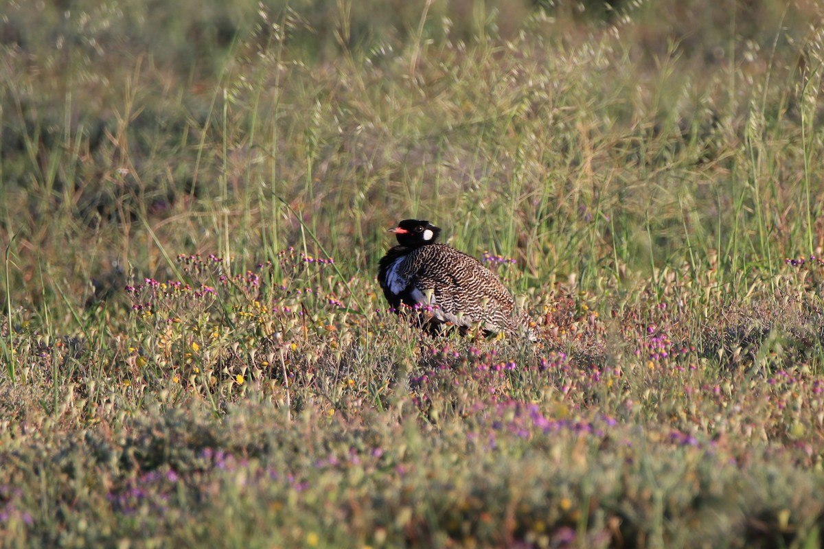 Black Bustard - ML624941625