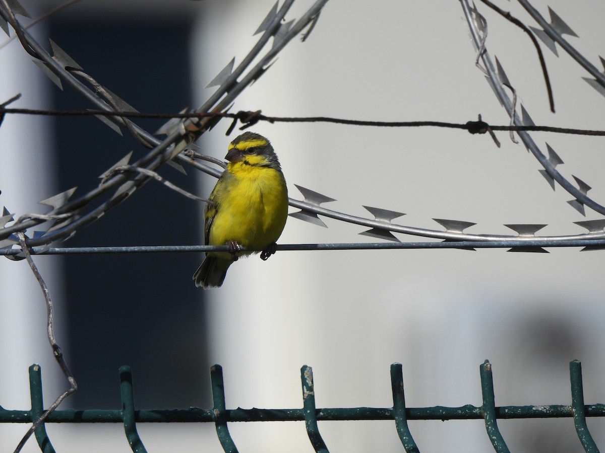 Yellow-fronted Canary - Adrián Colino Barea