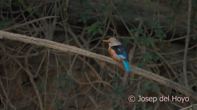 Gray-headed Kingfisher - ML624941815
