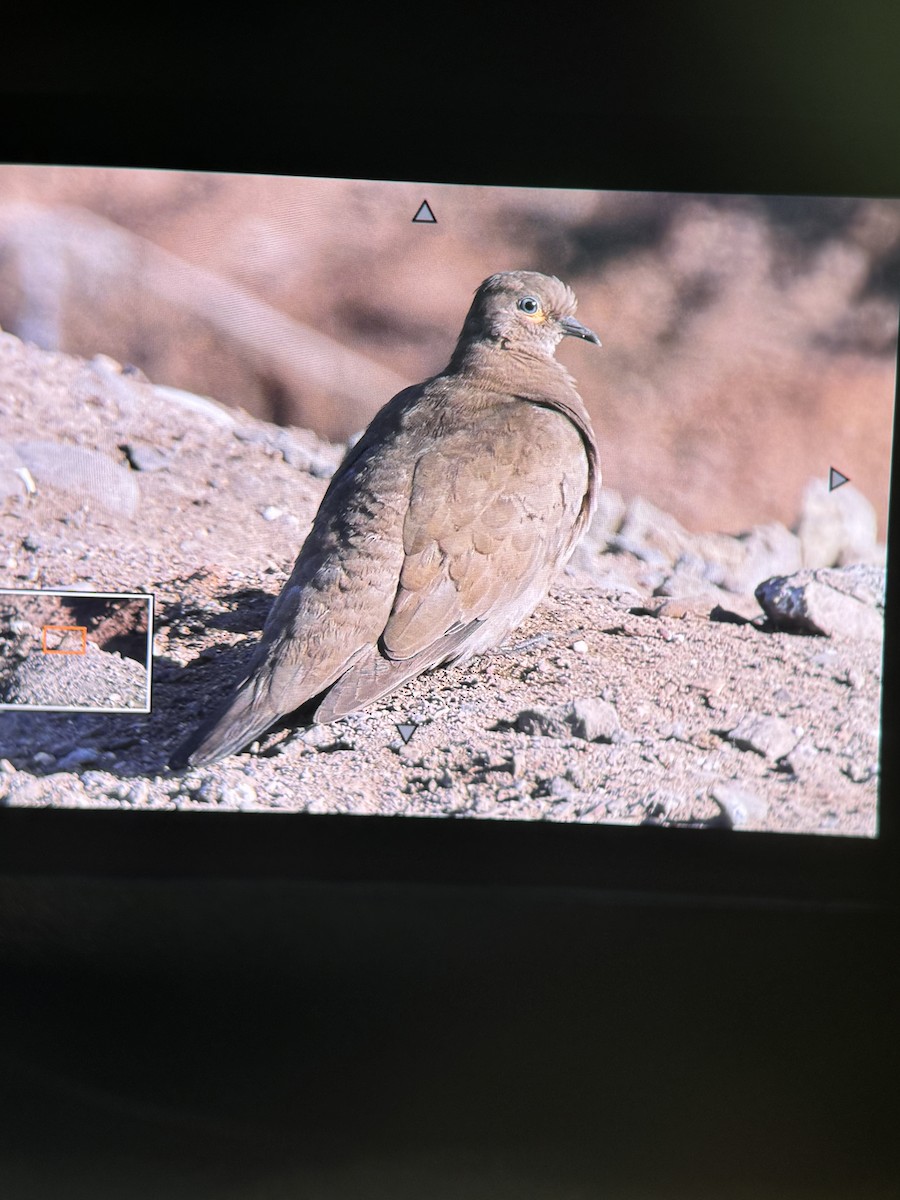 Black-winged Ground Dove - ML624941826