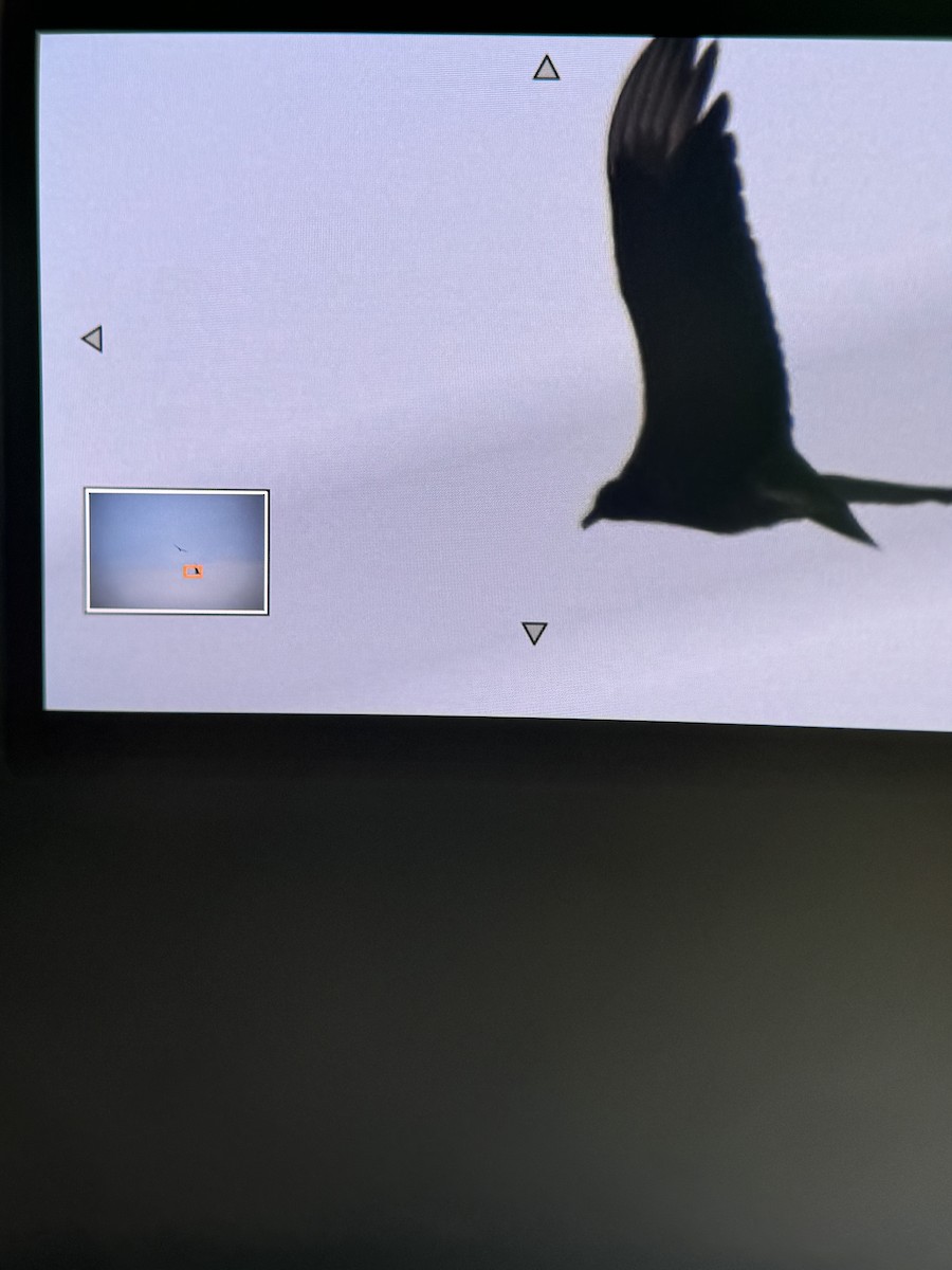 Black Vulture - ML624941836