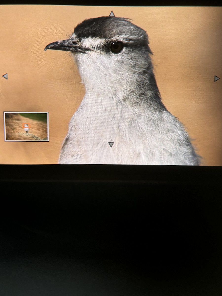 Black-fronted Ground-Tyrant - ML624941840