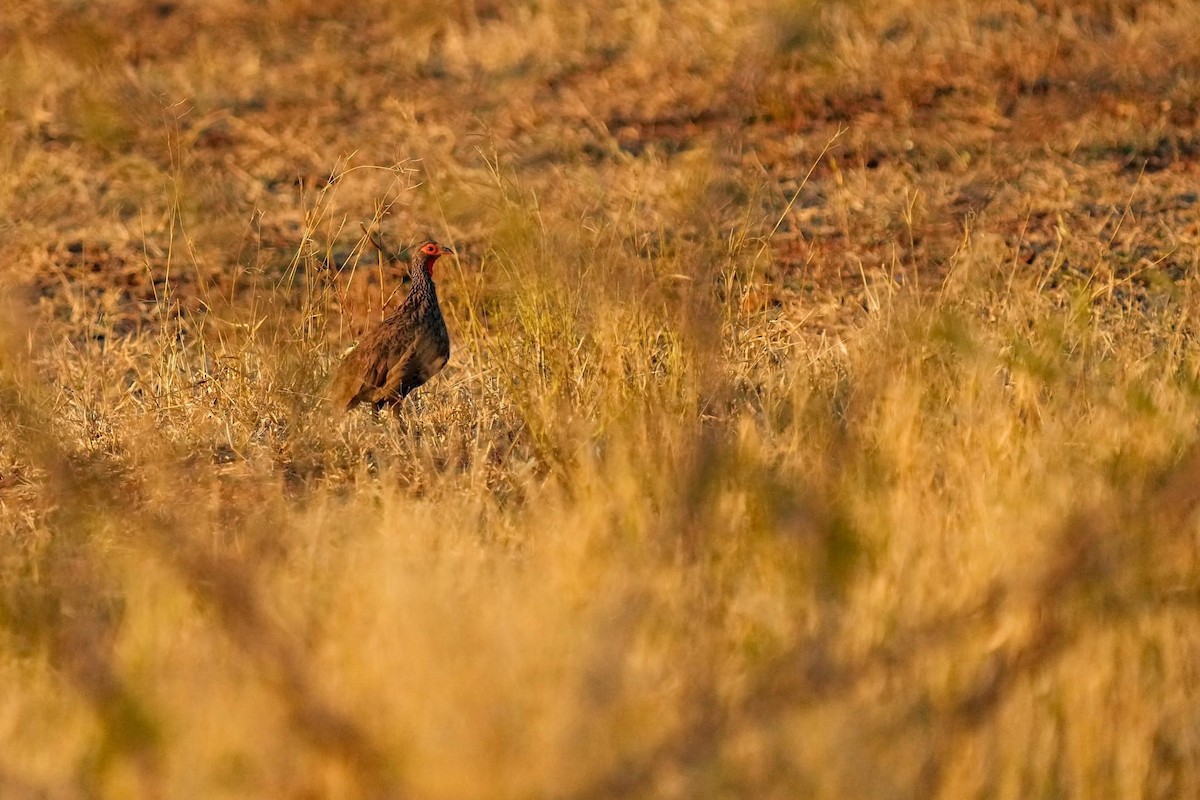 Swainson's Spurfowl - ML624942044