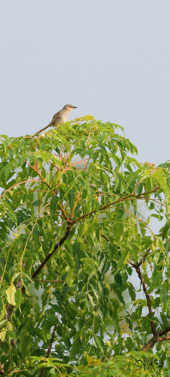 Striped Prinia - ML624942123