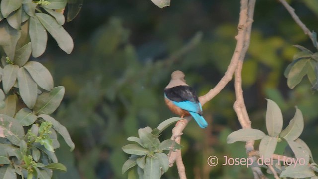 Gray-headed Kingfisher - ML624942150