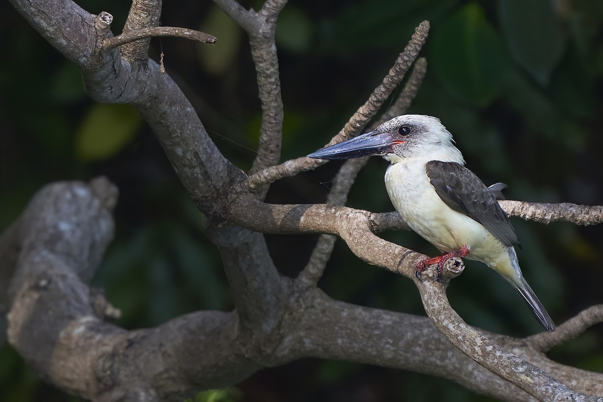 Great-billed Kingfisher - ML624942195