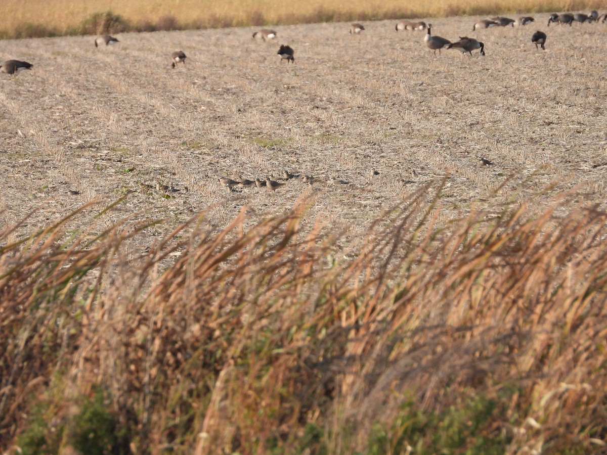 American Golden-Plover - ML624942240