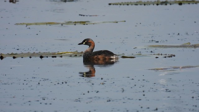 australdvergdykker - ML624942289