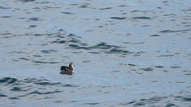 perserlire - ML624942350