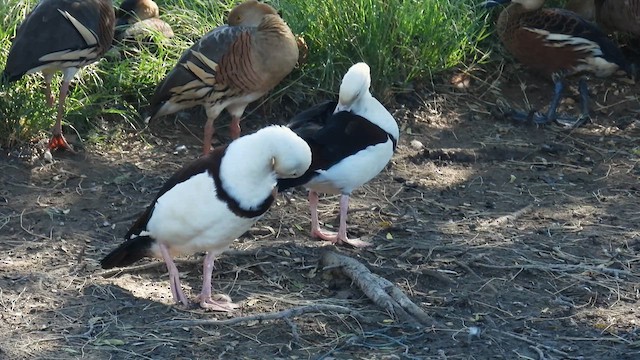 Radjah Shelduck - ML624942420