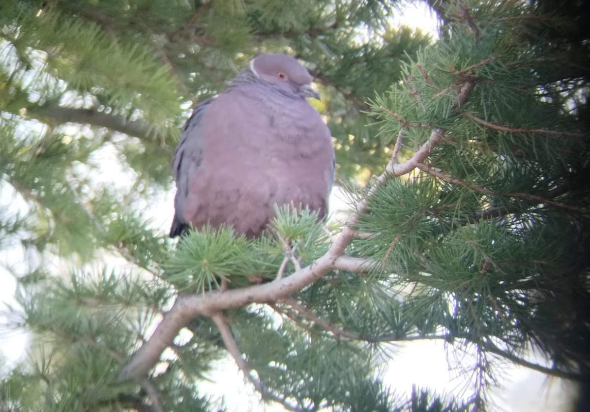 Chilean Pigeon - ML624942505