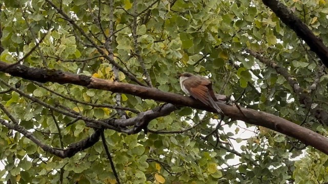 Yellow-billed Cuckoo - ML624942510