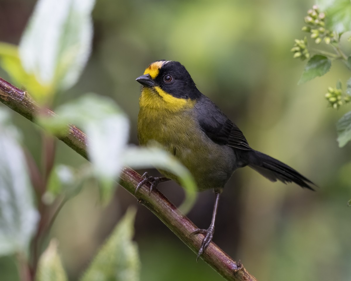 Yellow-breasted Brushfinch - ML624942580