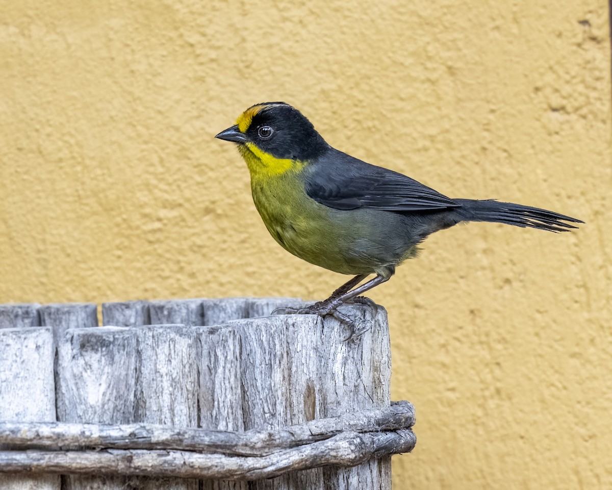 Yellow-breasted Brushfinch - ML624942581