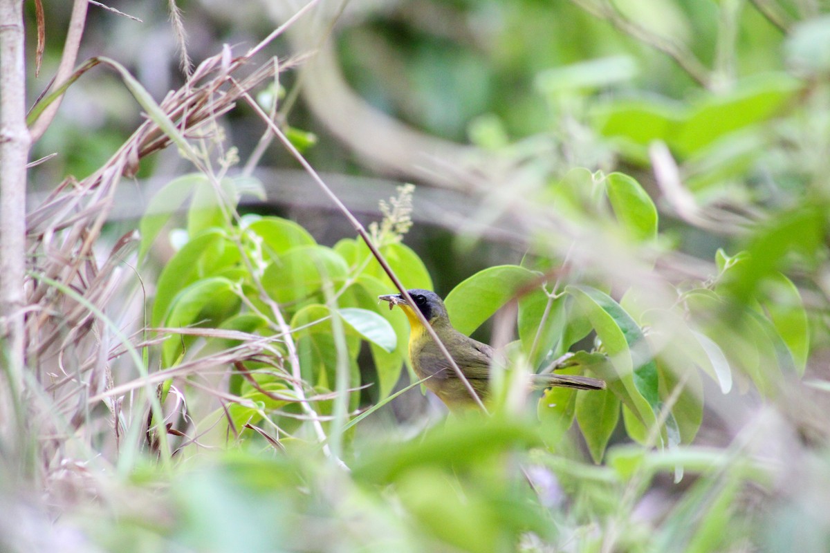 Southern Yellowthroat - ML624942631