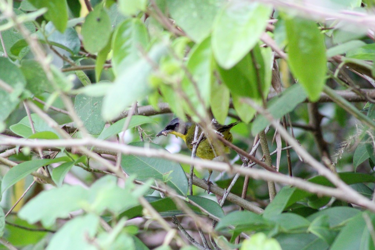 Southern Yellowthroat - ML624942632