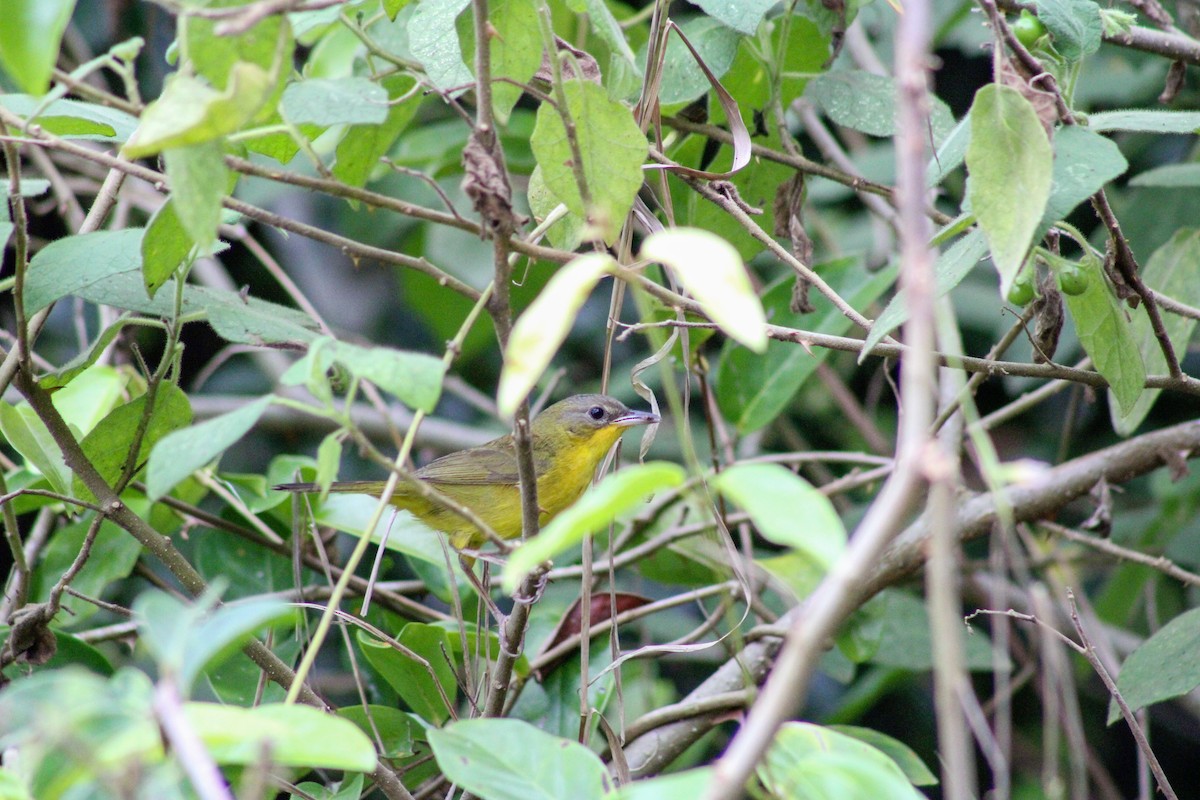 Southern Yellowthroat - ML624942633