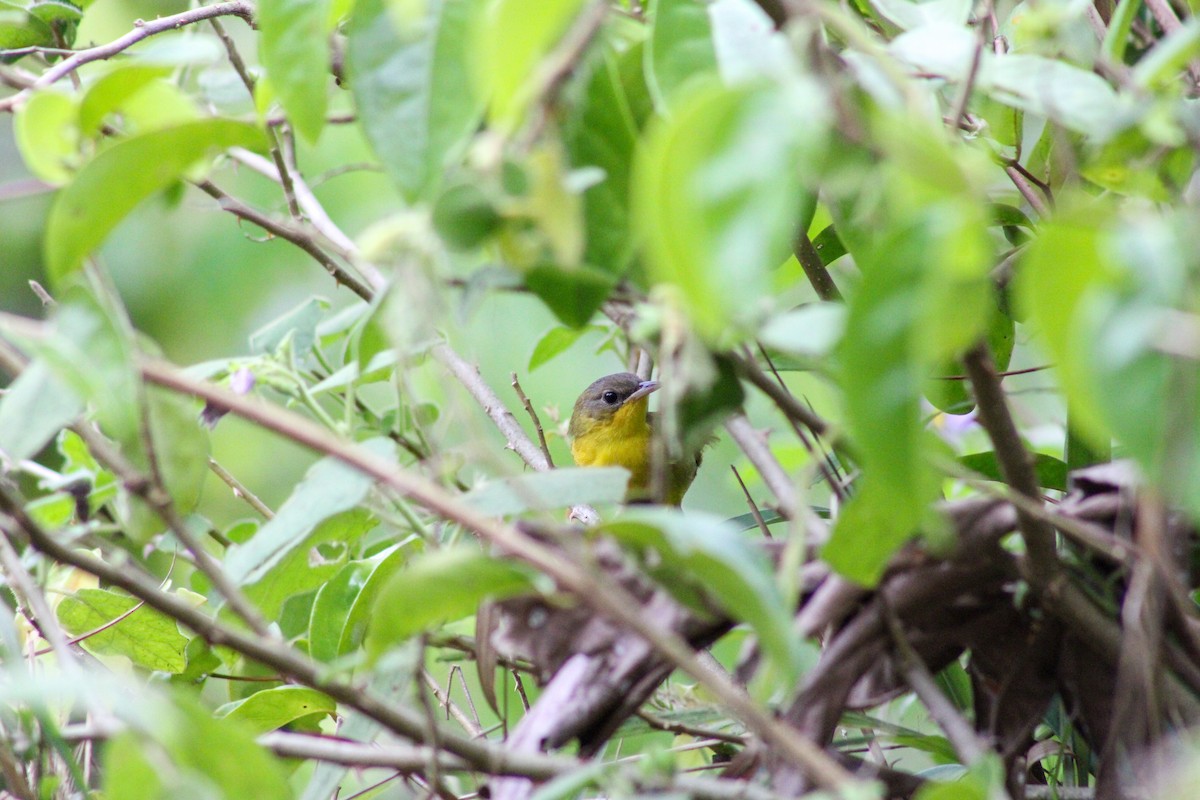 Southern Yellowthroat - ML624942634