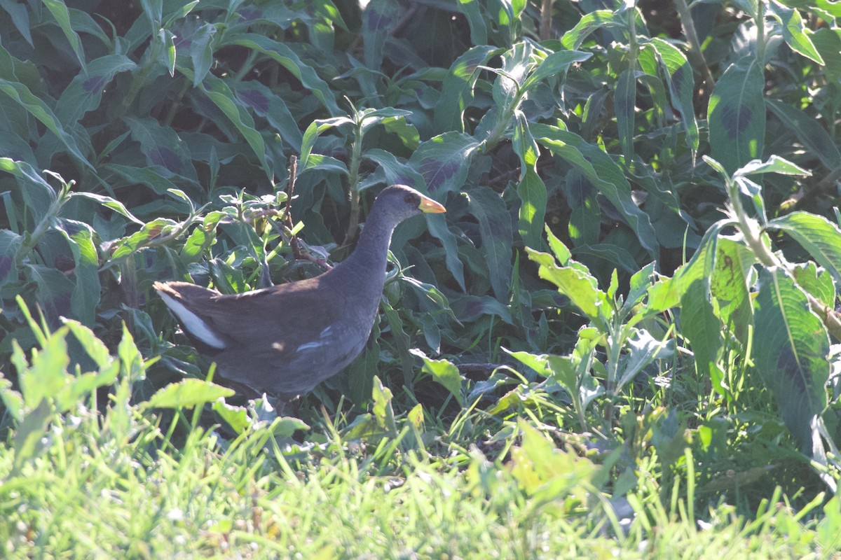 Lesser Moorhen - ML624942670