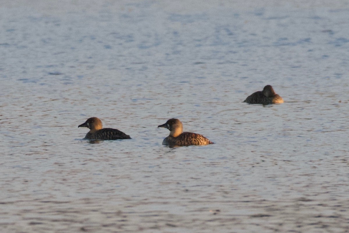 White-backed Duck - ML624942885