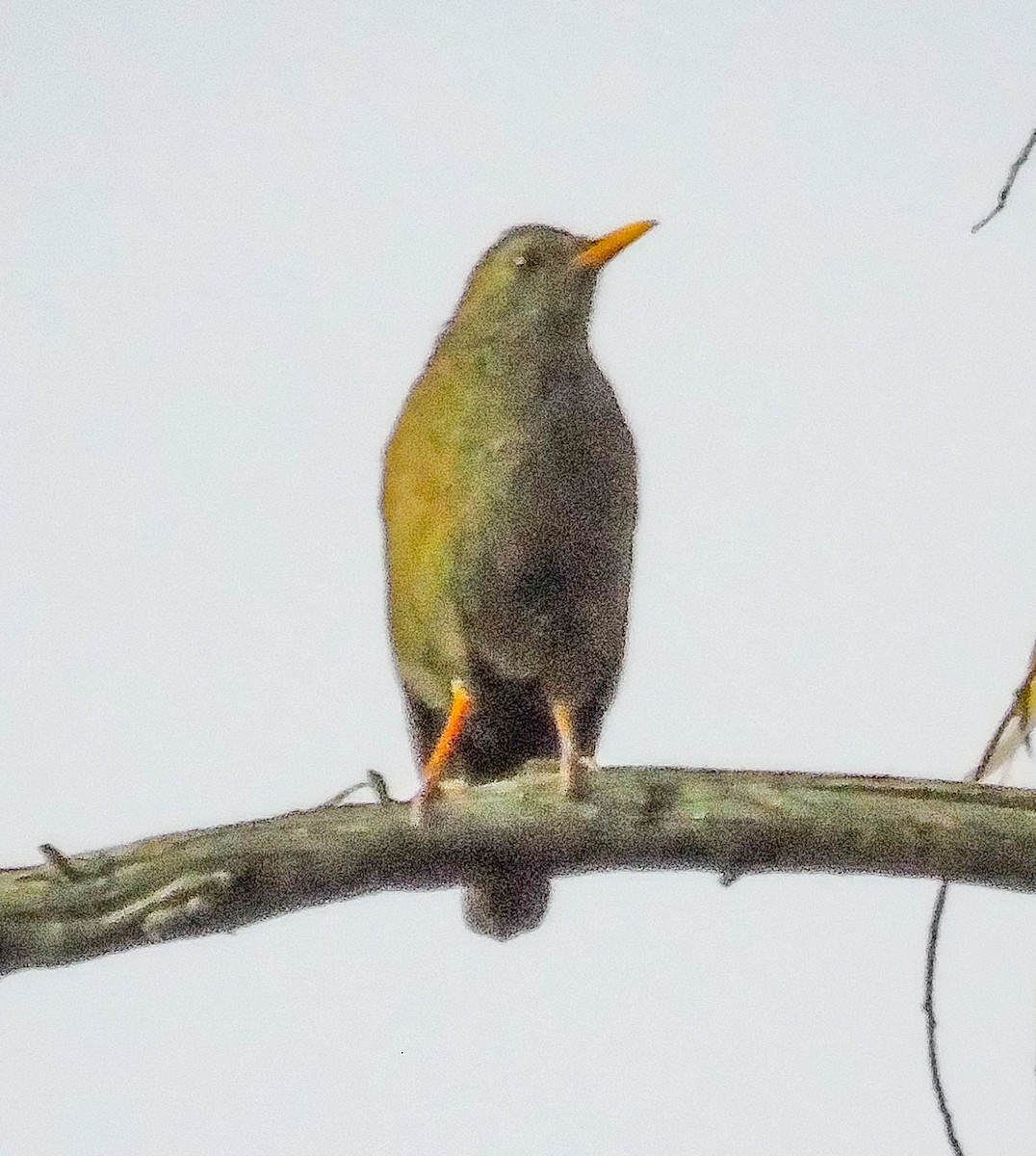 Chiguanco Thrush - ML624942909