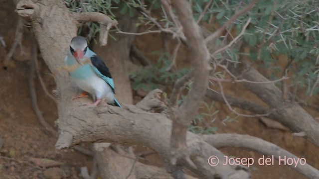 Blue-breasted Kingfisher - ML624942925