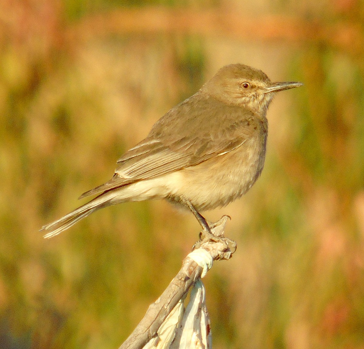 Black-billed Shrike-Tyrant - ML624942943