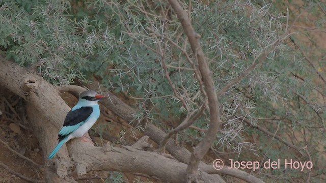 Blue-breasted Kingfisher - ML624942988