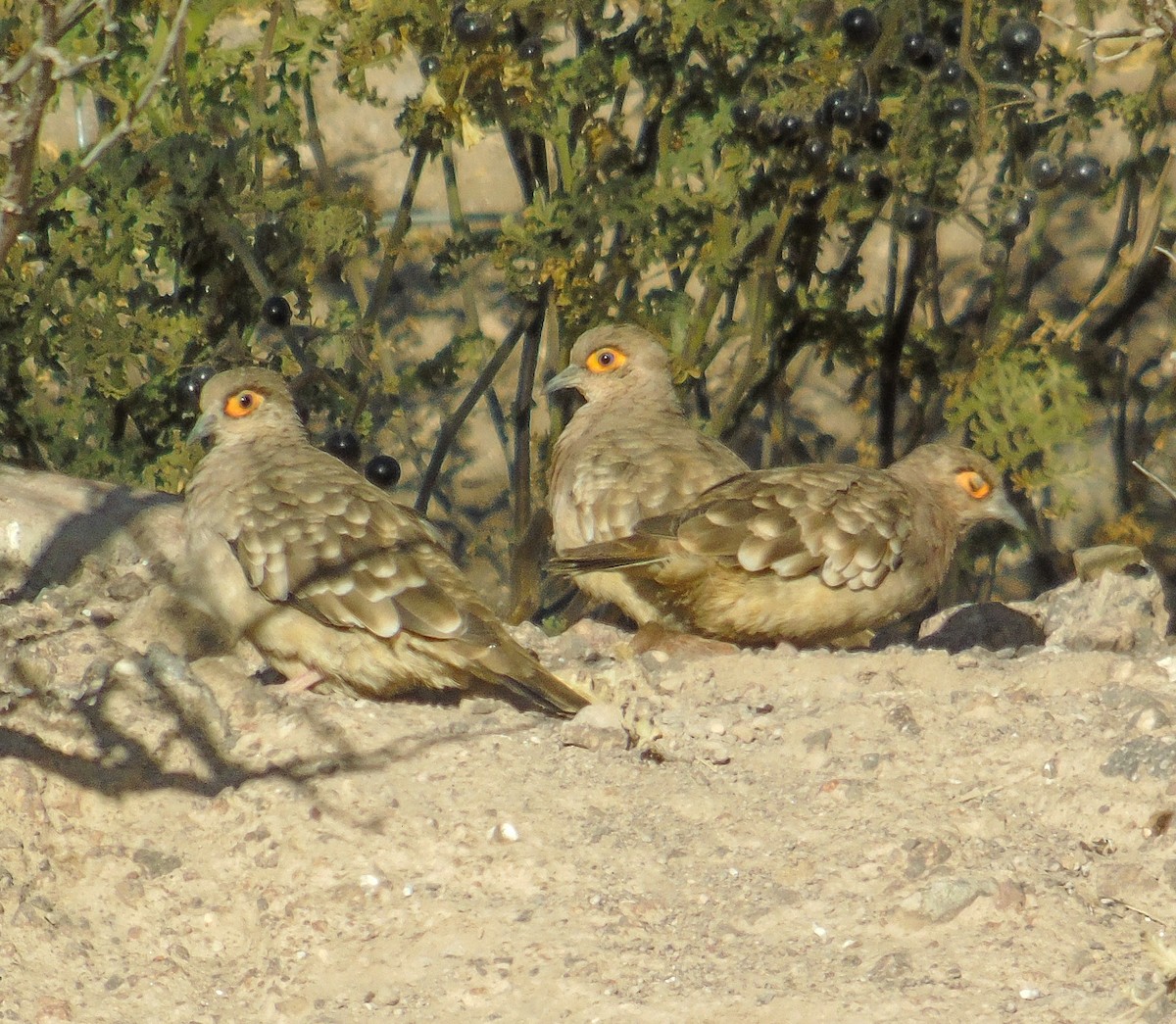 Bare-faced Ground Dove - ML624942992