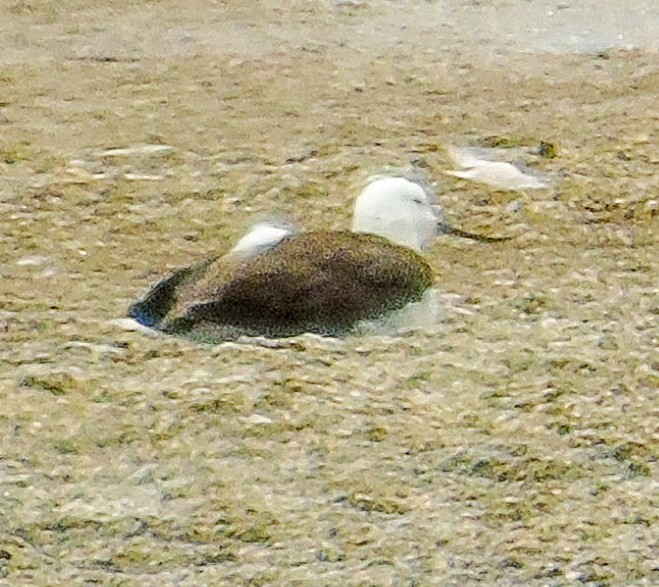 Andean Avocet - ML624943182