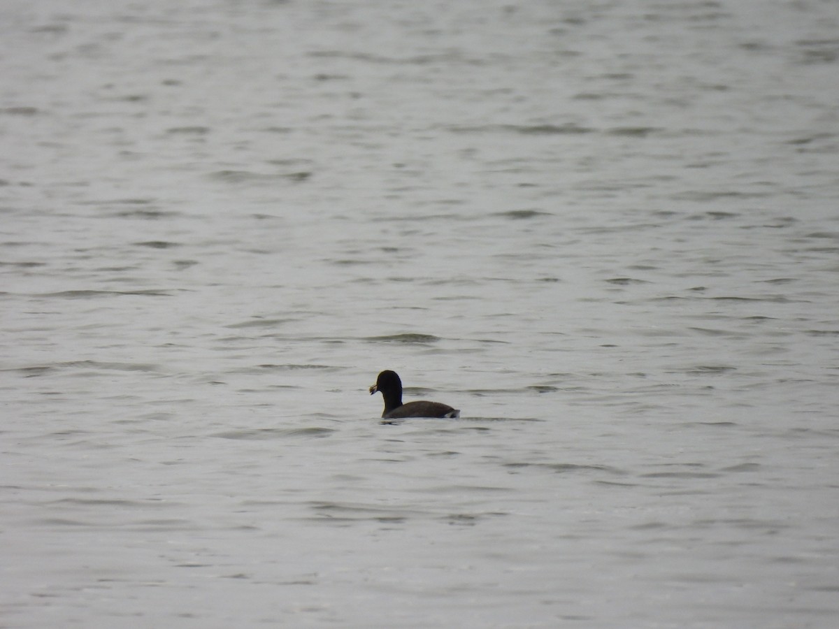 American Coot - ML624943192