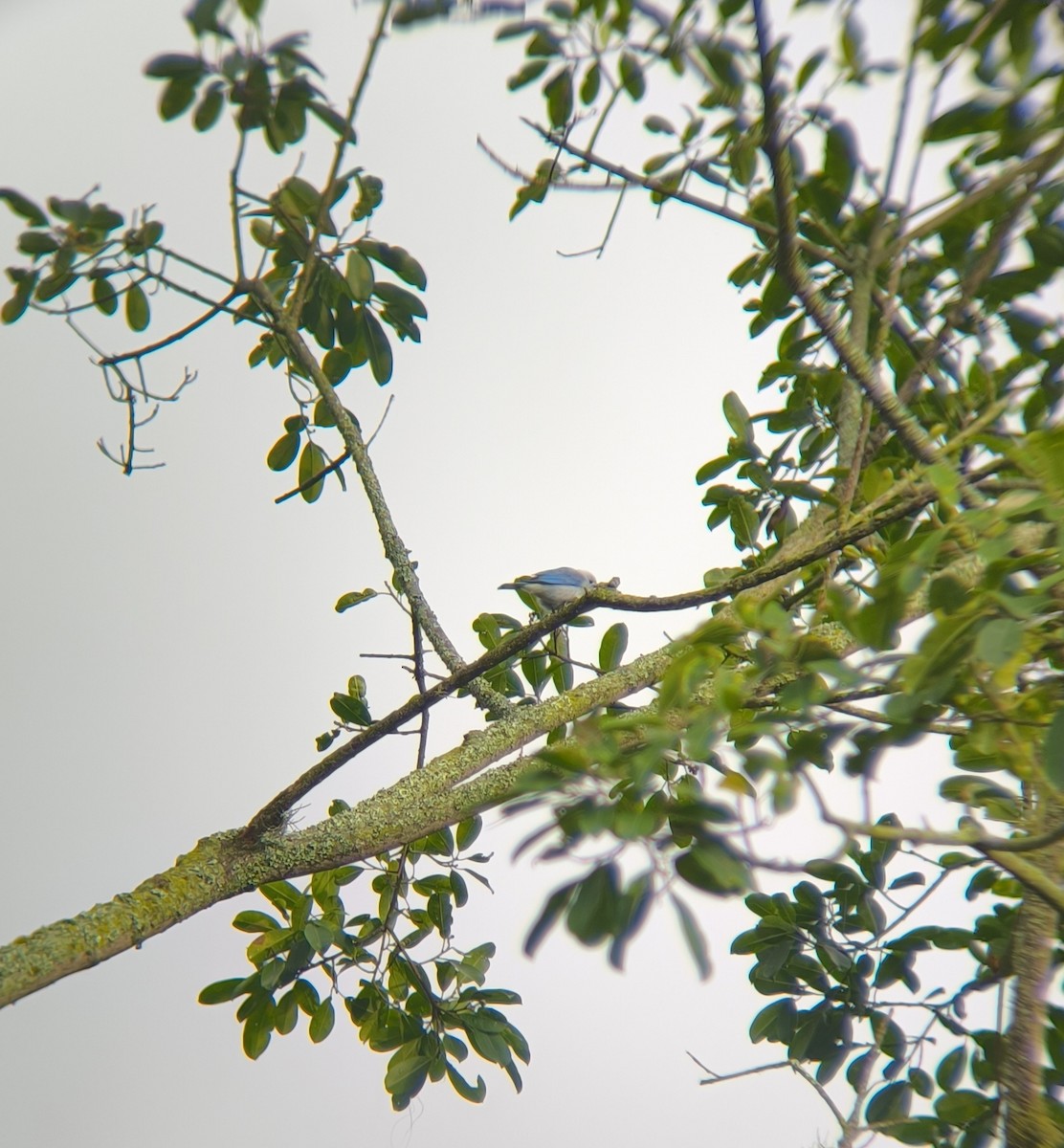 Blue-gray Tanager - ML624943212