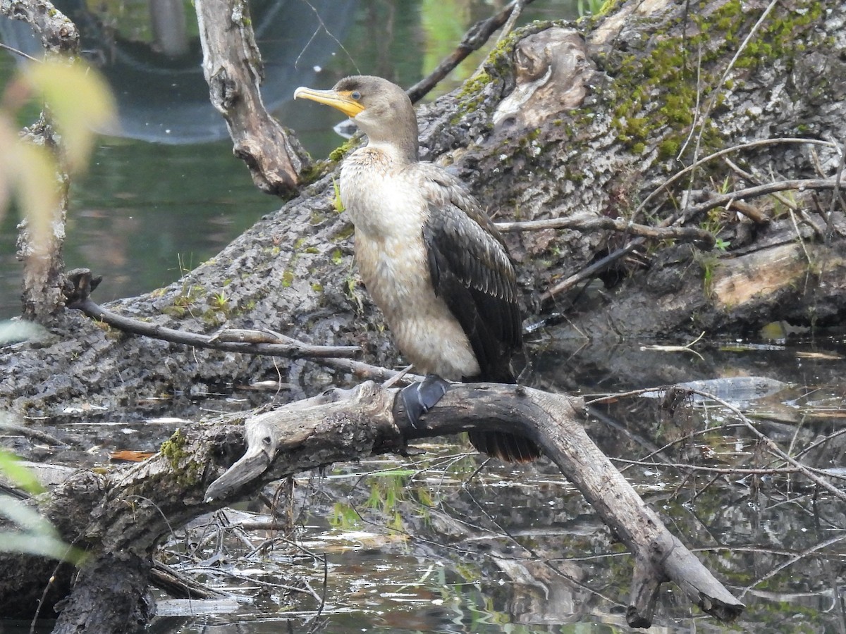 Double-crested Cormorant - ML624943215