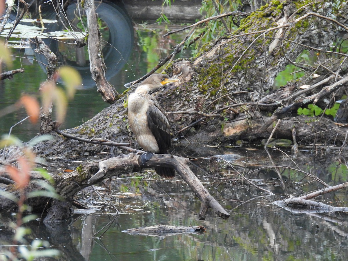 Double-crested Cormorant - ML624943221