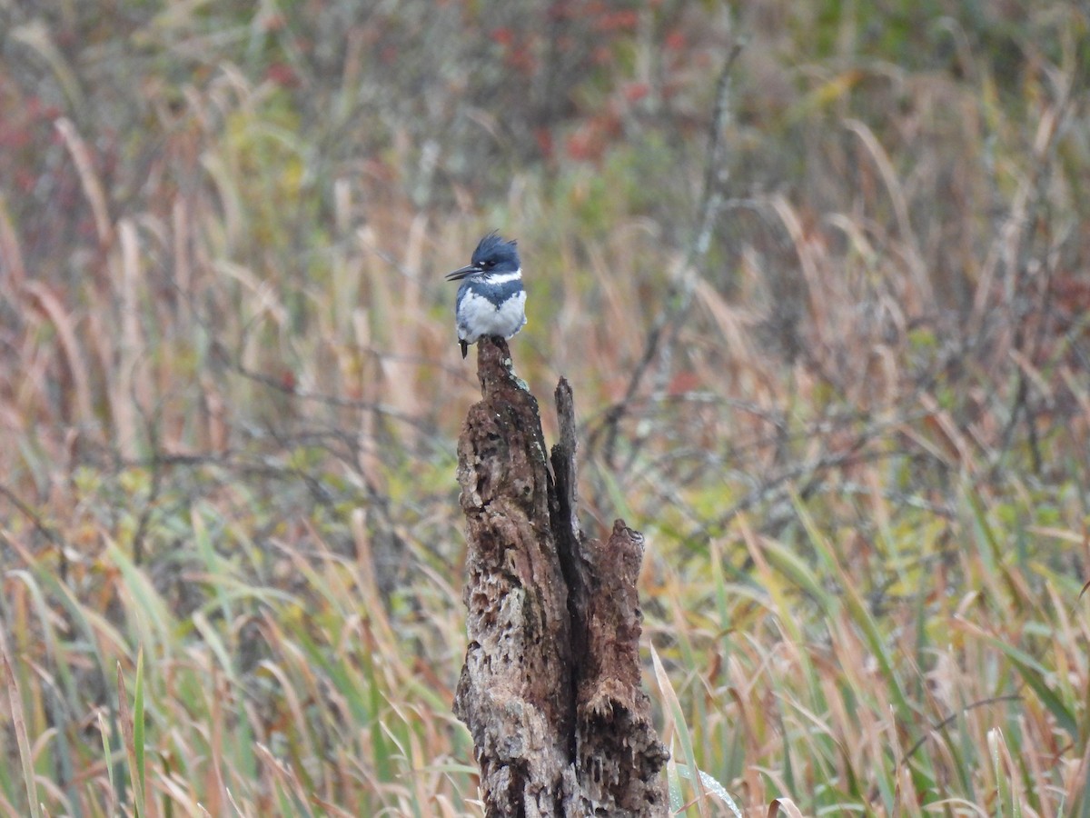 Belted Kingfisher - ML624943228