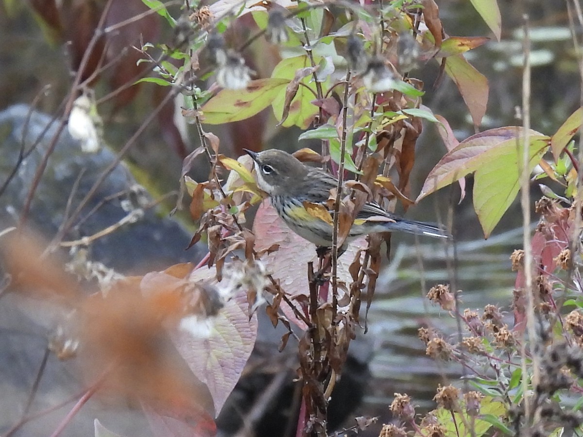 Yellow-rumped Warbler - ML624943258