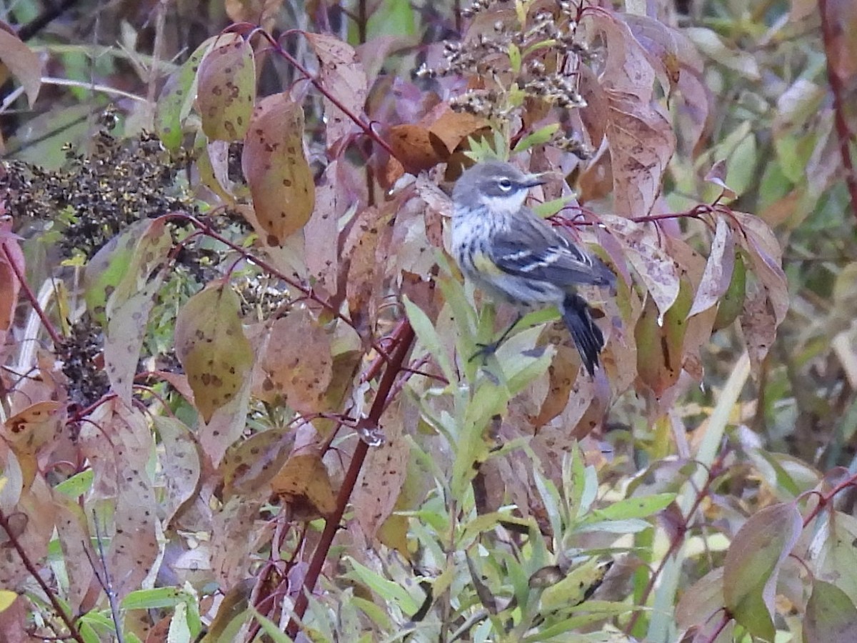 Yellow-rumped Warbler - ML624943283