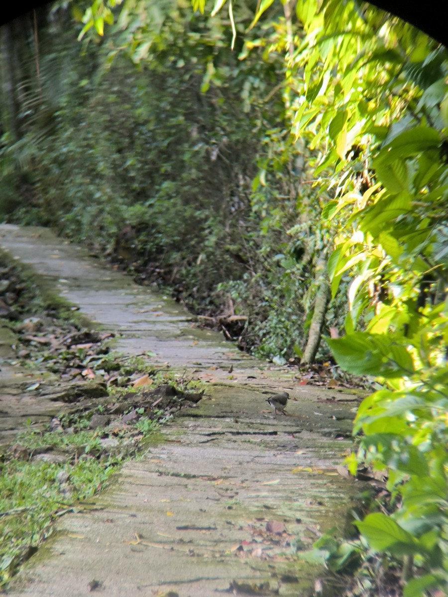 White-tipped Dove - ML624943295