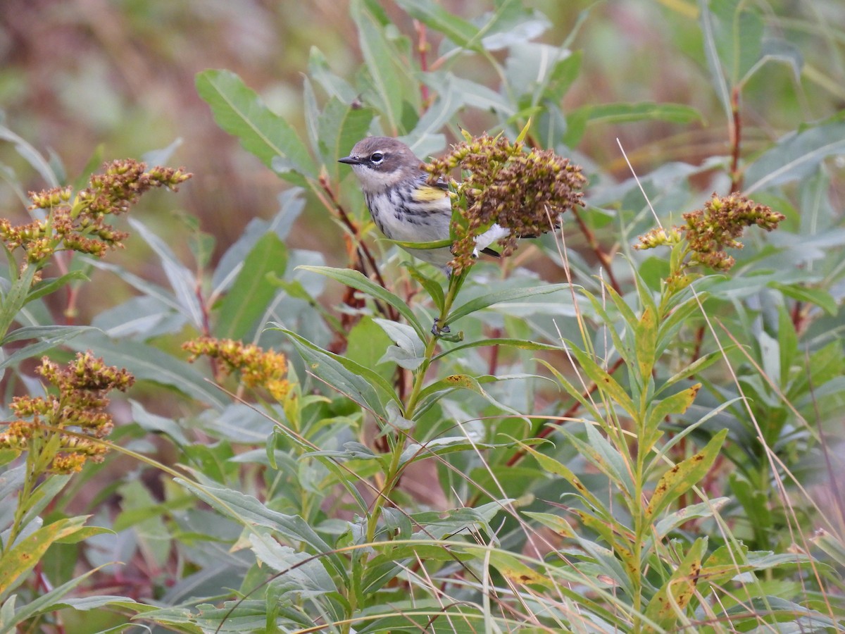 Yellow-rumped Warbler - ML624943301