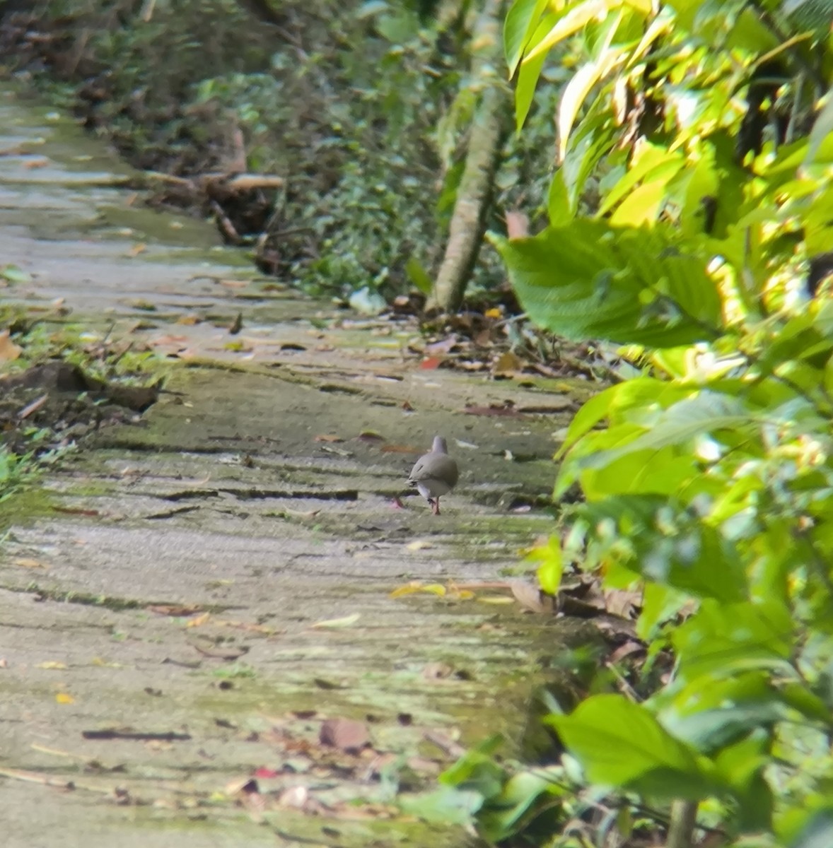 White-tipped Dove - ML624943320