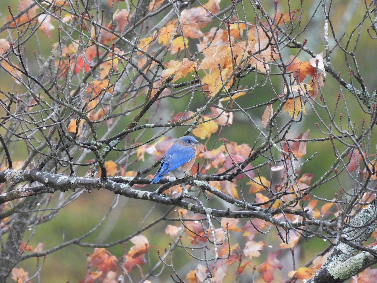 Eastern Bluebird - ML624943399