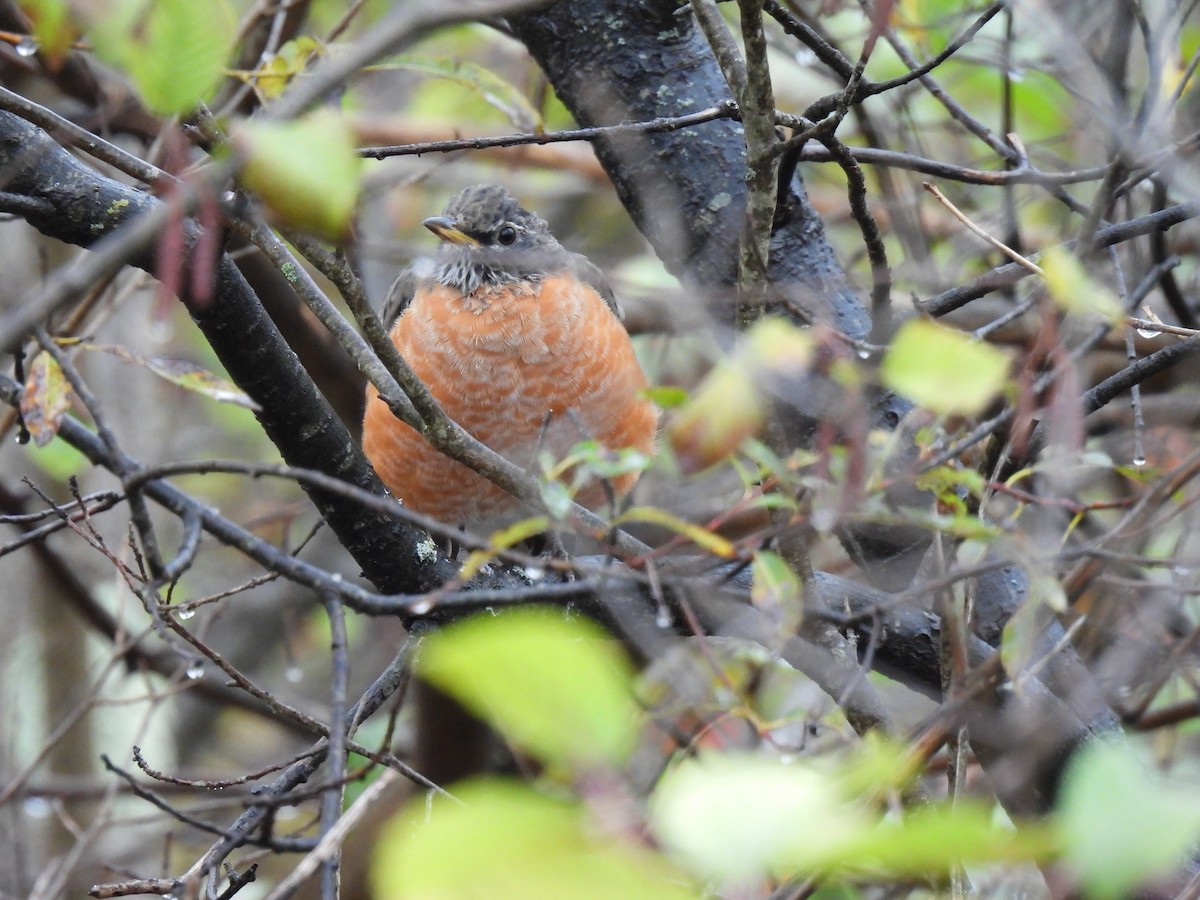 American Robin - ML624943459