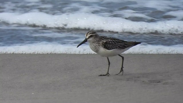 Broad-billed Sandpiper - ML624943608