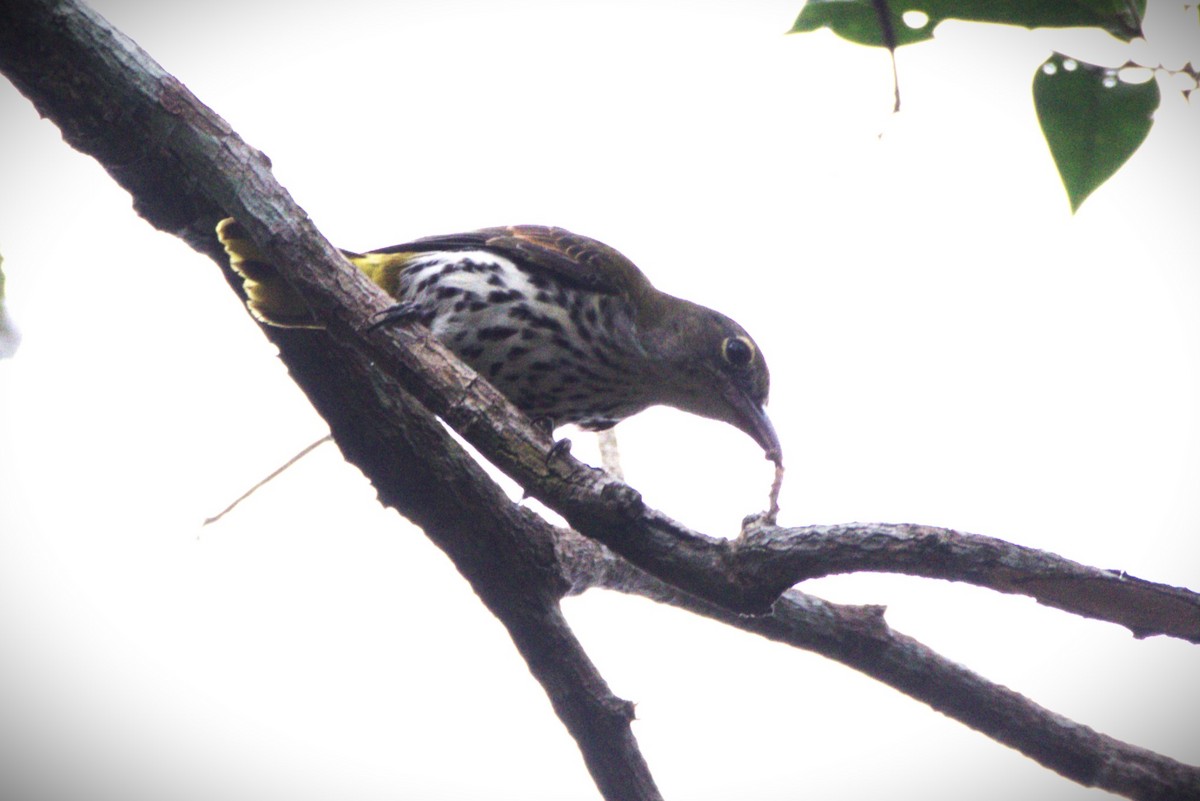 Dark-throated Oriole - ML624943710