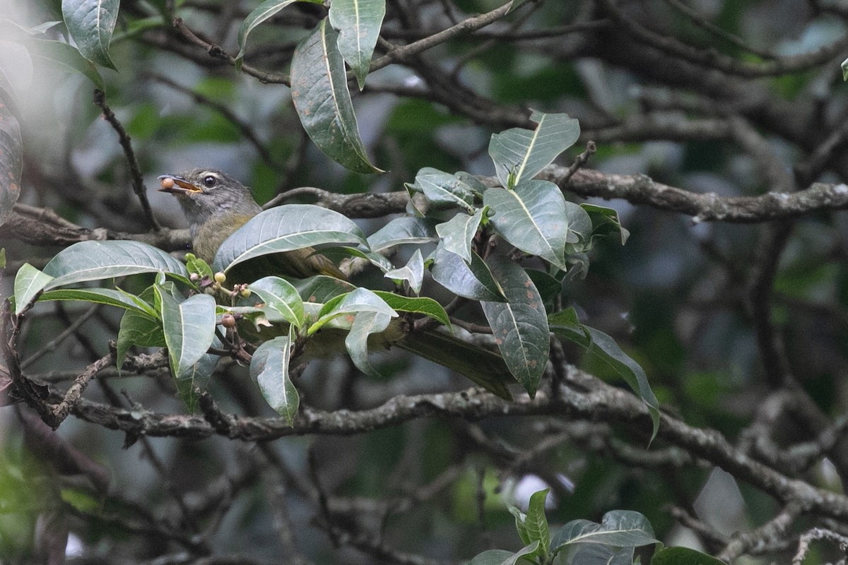 Bulbul kikuyu - ML624943784