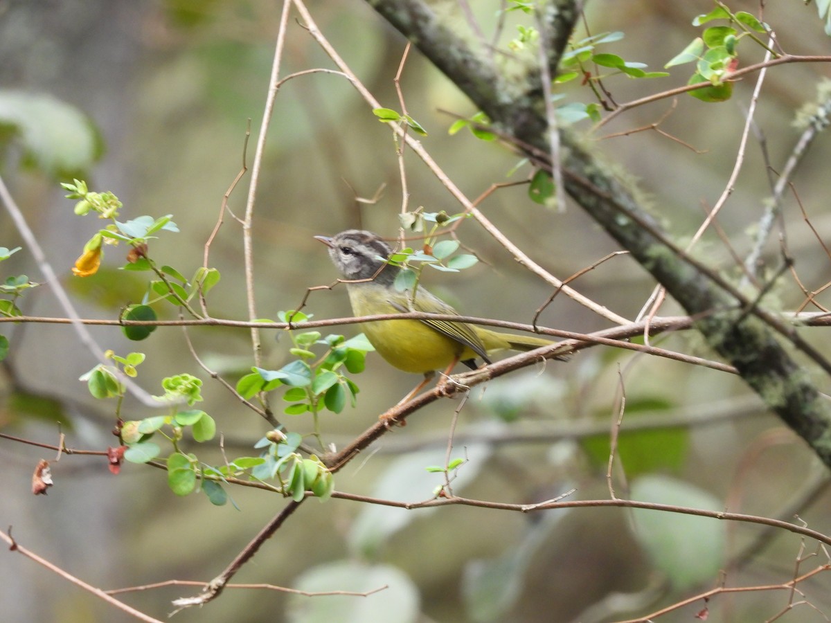 Three-banded Warbler - ML624943896