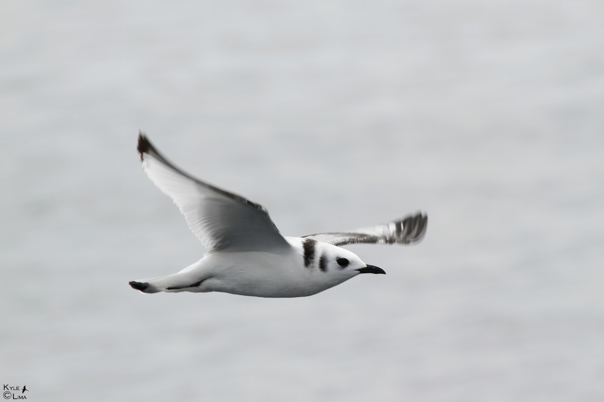 Black-legged Kittiwake - ML624944236
