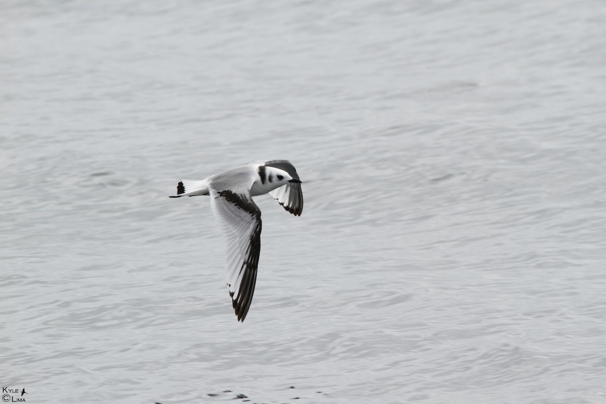 Black-legged Kittiwake - ML624944237