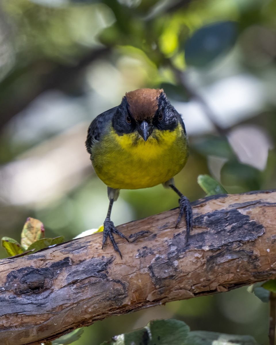 Yellow-breasted Brushfinch - ML624944274